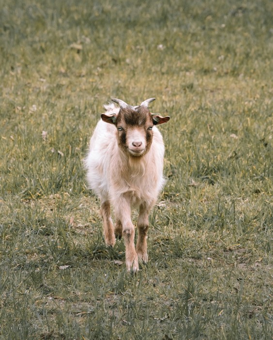 Dwerggeiten lammetjes in de lente | Fotografie: Sheena Schouwink