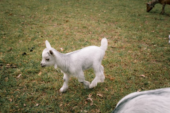 Dwerggeiten lammetjes in de lente | Fotografie: Sheena Schouwink