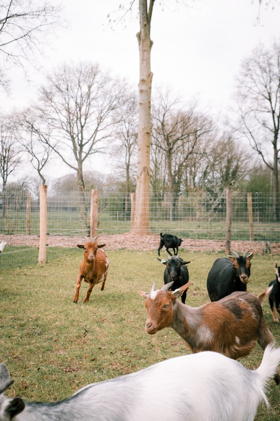 Dwerggeiten lammetjes in de lente | Fotografie: Sheena Schouwink