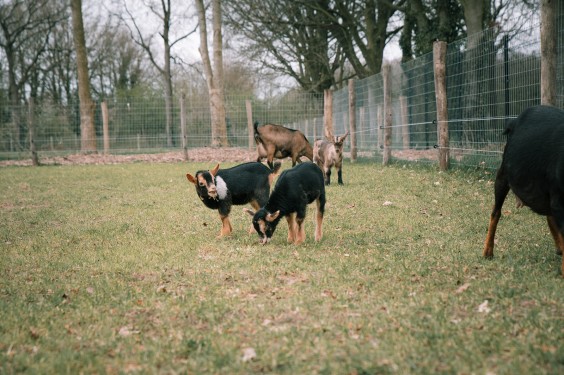 Dwerggeiten lammetjes in de lente | Fotografie: Sheena Schouwink