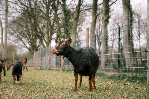 Dwerggeiten lammetjes in de lente | Fotografie: Sheena Schouwink