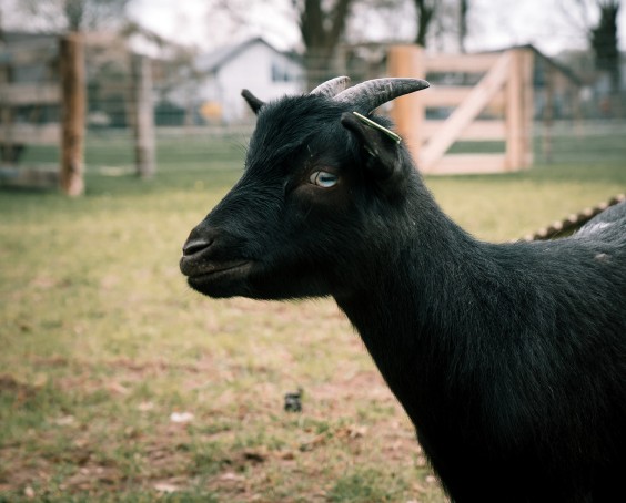 Dwerggeiten lammetjes in de lente | Fotografie: Sheena Schouwink