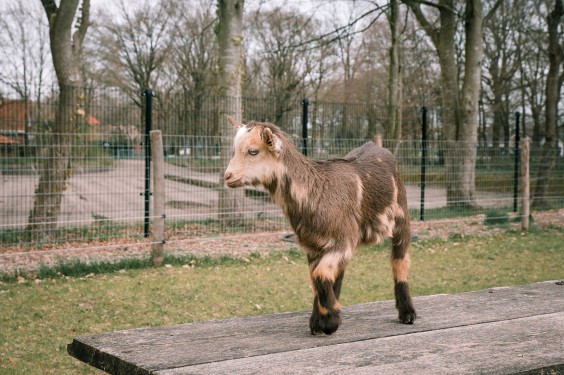 Dwerggeiten lammetjes in de lente | Fotografie: Sheena Schouwink