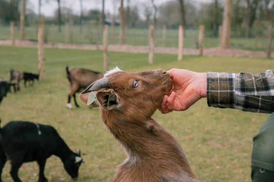 Dwerggeiten lammetjes in de lente | Fotografie: Sheena Schouwink