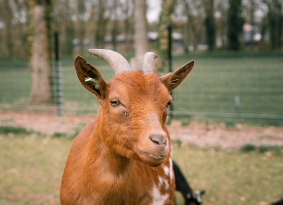 Dwerggeiten lammetjes in de lente | Fotografie: Sheena Schouwink