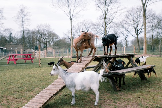 Dwerggeiten lammetjes in de lente | Fotografie: Sheena Schouwink