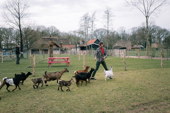 Dwerggeiten lammetjes in de lente | Fotografie: Sheena Schouwink