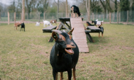 Dwerggeiten lammetjes in de lente | Fotografie: Sheena Schouwink