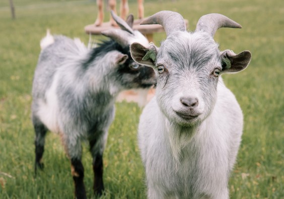Dwerggeiten lammetjes in de lente | Fotografie: Sheena Schouwink