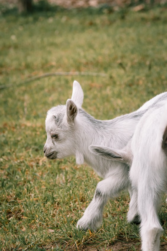 Dwerggeiten lammetjes in de lente | Fotografie: Sheena Schouwink