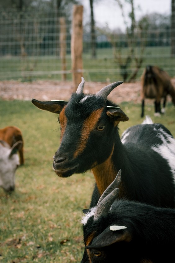 Dwerggeiten lammetjes in de lente | Fotografie: Sheena Schouwink