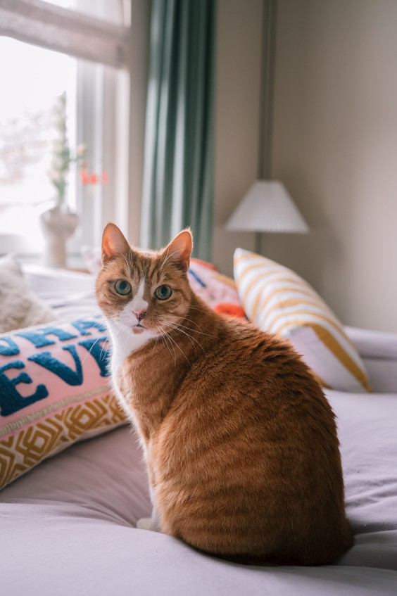 Verbouwd droomhuis in Haarlem | Fotografie: Sheena Schouwink