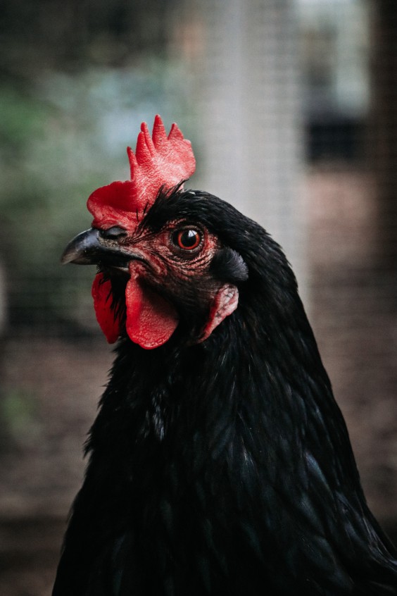 Fotografie: Angelo Dorny