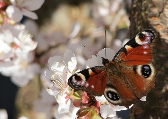 Vlinderpracht | Foto: Danielle de Keijser
