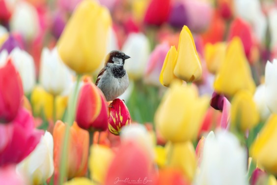 Tulpenveld | Foto: Jannette van der Boon.jpg