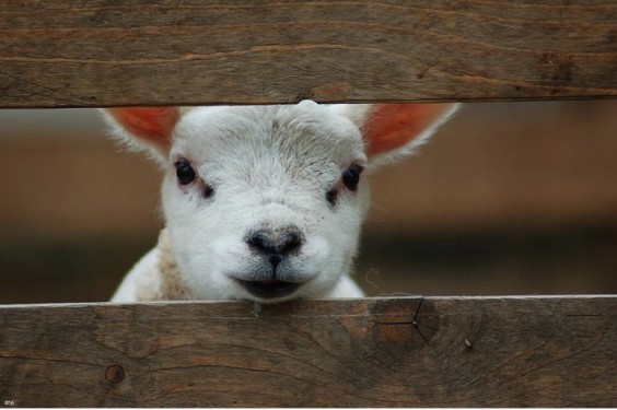 Lente lammetje | Foto: Jet van Andel