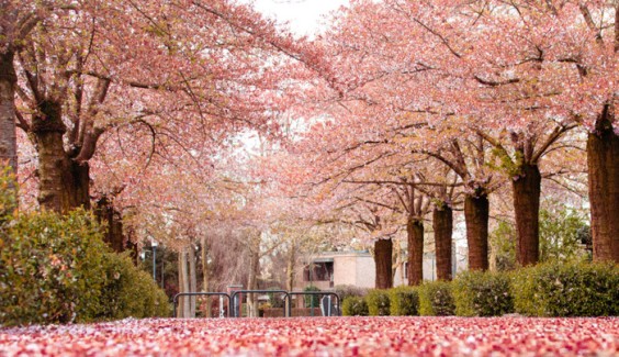 Bloesem vergezicht | Foto: Mirjam van Reijsen