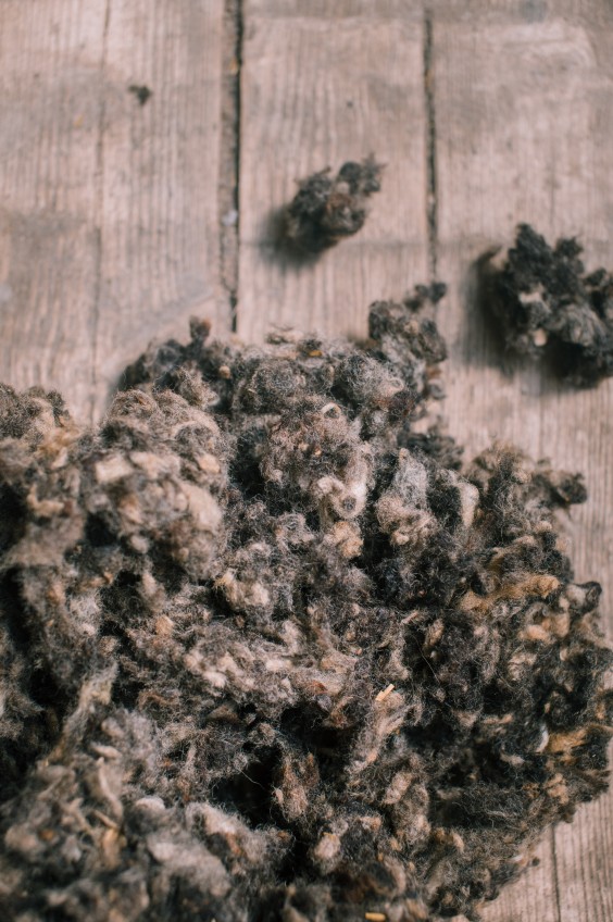 Wolkorrels - Foto: Sheena Schouwink