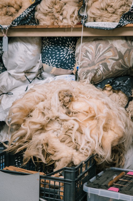 Wolkorrels - Foto: Sheena Schouwink