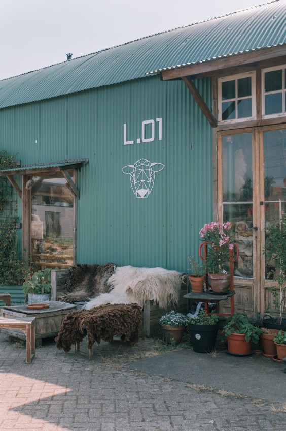 Wolkorrels - Foto: Sheena Schouwink