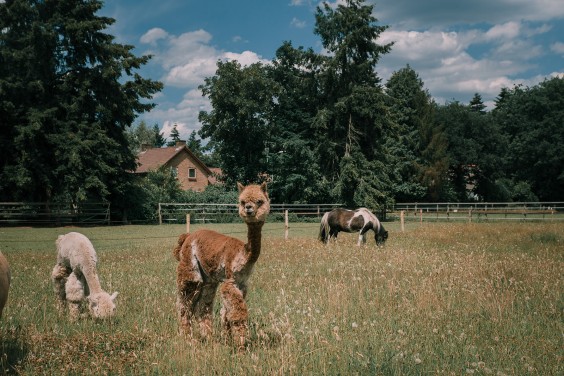 De alpaca's in het Paddock paradijs | Fotografie: Sheena Schouwink 