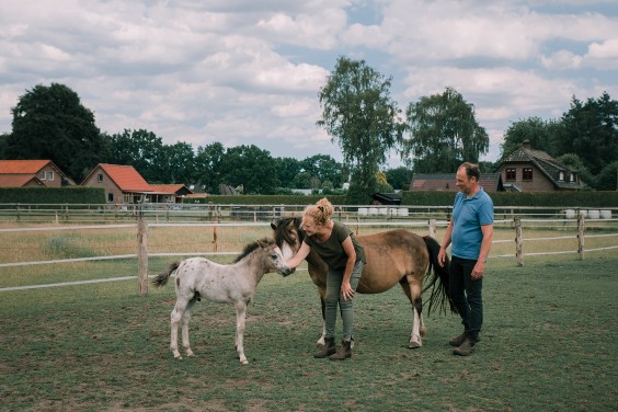 De paarden in het Paddock paradijs | Fotografie: Sheena Schouwink 