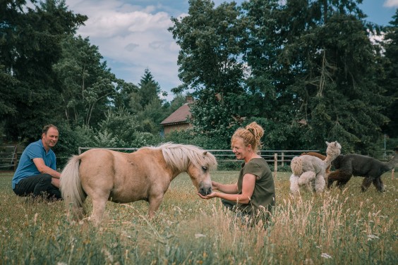 De alpaca's in het Paddock paradijs | Fotografie: Sheena Schouwink 