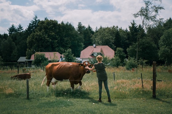 Een paddock paradijs in Putten | Fotografie: Sheena Schouwink