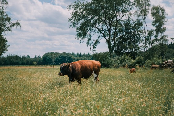 Een paddock paradijs in Putten | Fotografie: Sheena Schouwink