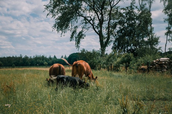 Een paddock paradijs in Putten | Fotografie: Sheena Schouwink