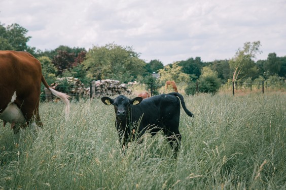 Een paddock paradijs in Putten | Fotografie: Sheena Schouwink