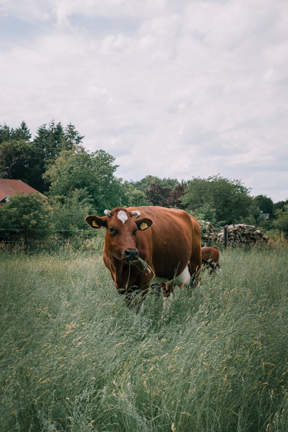 Een paddock paradijs in Putten | Fotografie: Sheena Schouwink