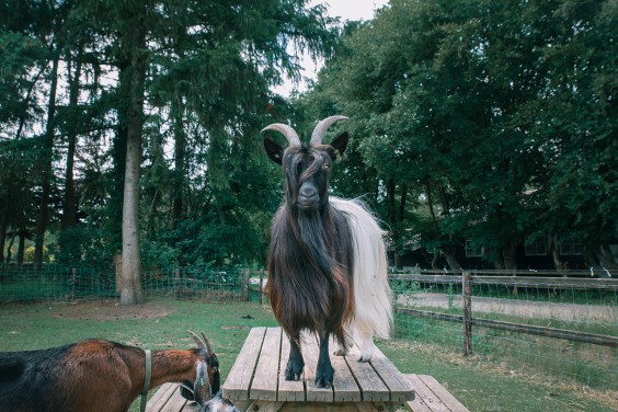 Een paddock paradijs in Putten | Fotografie: Sheena Schouwink