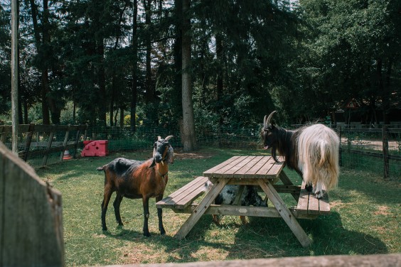 Een paddock paradijs in Putten | Fotografie: Sheena Schouwink