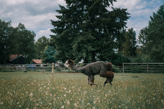 De alpaca's in het Paddock paradijs | Fotografie: Sheena Schouwink 