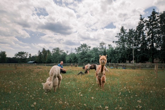 De alpaca's in het Paddock paradijs | Fotografie: Sheena Schouwink 