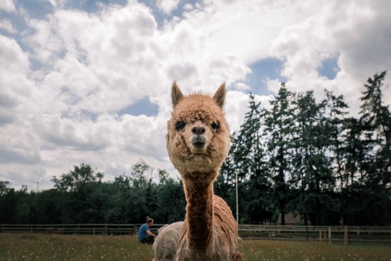 De alpaca's in het Paddock paradijs | Fotografie: Sheena Schouwink 