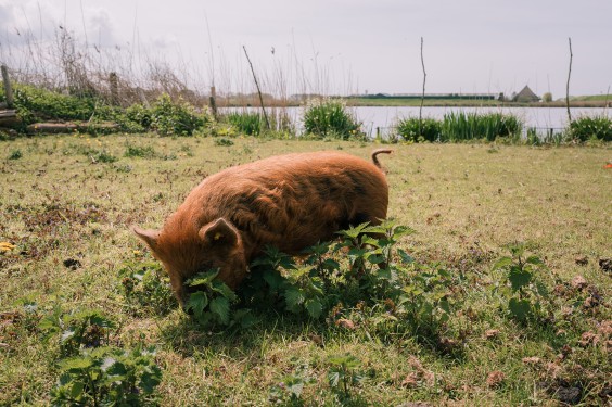 Creatief eilandhuis in Schagen | Fotografie: Sheena Schouwink