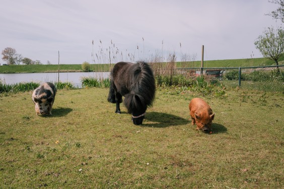 Creatief eilandhuis in Schagen | Fotografie: Sheena Schouwink