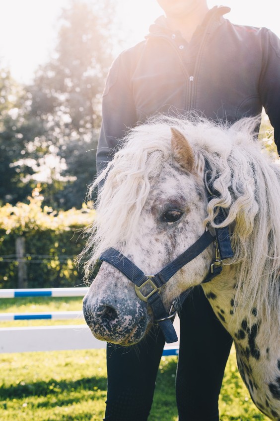 Beestenboel - Foto: Marjon Lukje