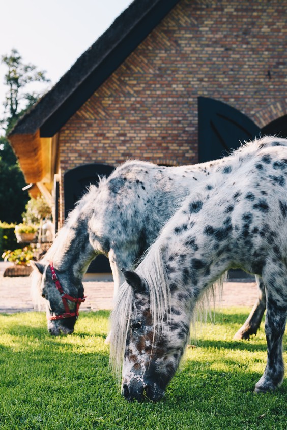 Beestenboel - Foto: Marjon Lukje