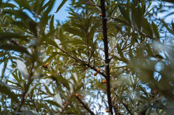Leemhuis Bergen | Fotografie: Sheena Schouwink