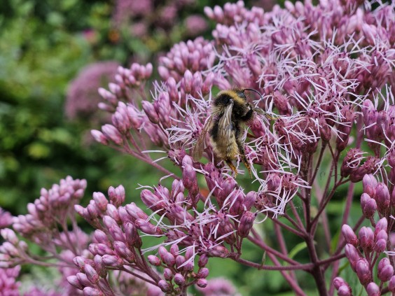 Koninginnekruid | Foto: Pexels
