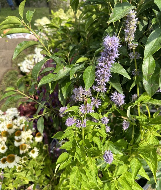 Tuinmetamorfose Niels Treffers