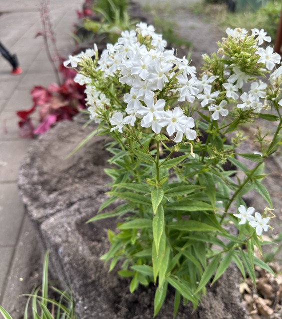 Tuinmetamorfose Niels Treffers