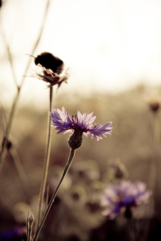 Een bij op de korenbloem | Foto: Pexels