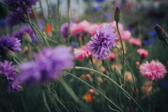 Veld vol inheemse bloemen | Foto; Pexels