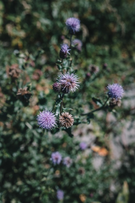De Nollen - Fotografie: Sheena Schouwink