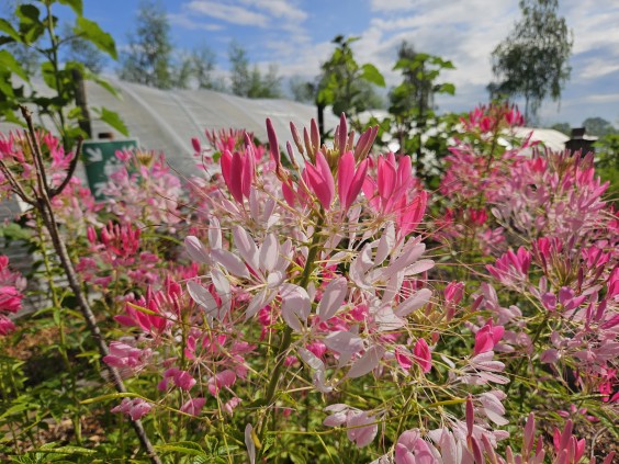 Herenboerderij - Foto: Max van Nievelt