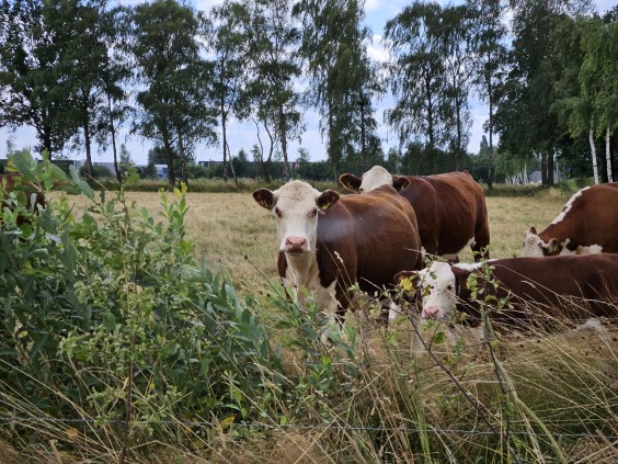Herenboerderij - Foto: Max van Nievelt